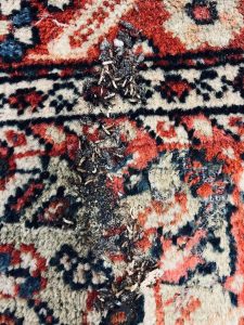 Professionelle Mottenbekämpfung auf einem wertvollen handgeknüpften Teppich in Köln