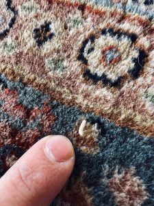 Teppichexperte inspiziert einen Teppich auf Anzeichen von Mottenbefall in der Teppich Parsi Werkstatt